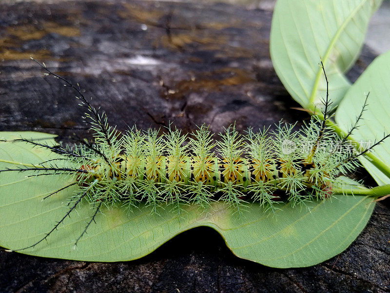 昆虫火卡特彼勒