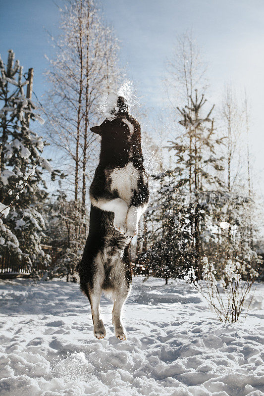 哈士奇狗抓雪球