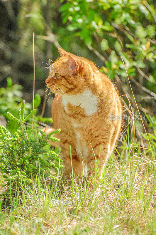 森林场景的白花猫