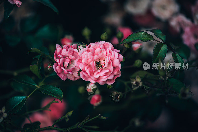 植物和花:一种玫瑰植物-蔷薇科