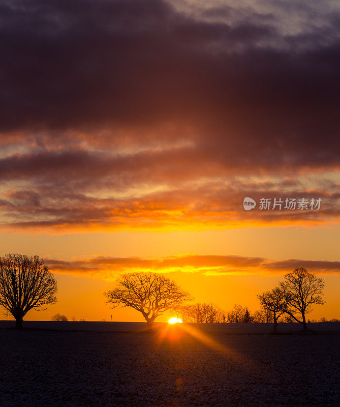 一棵美丽的橡树在日出时映出轮廓。太阳正从地平线上升起。初冬的风景。