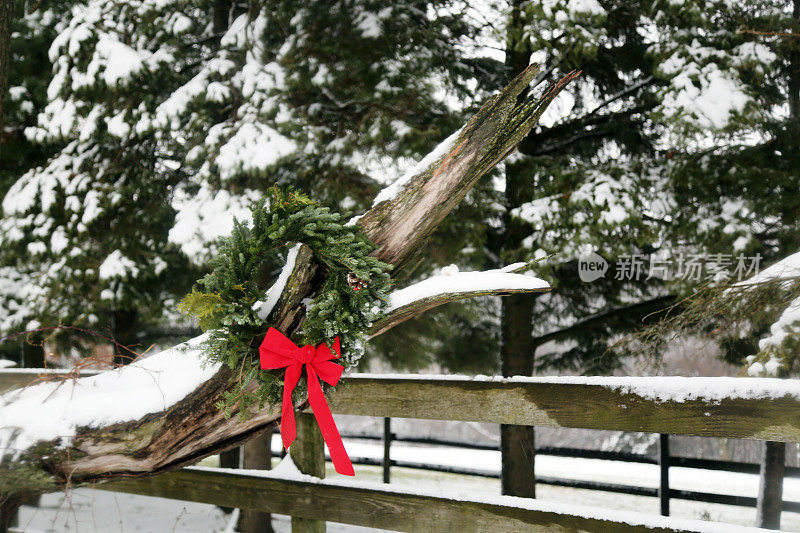 圣诞花环挂在篱笆附近的树枝上