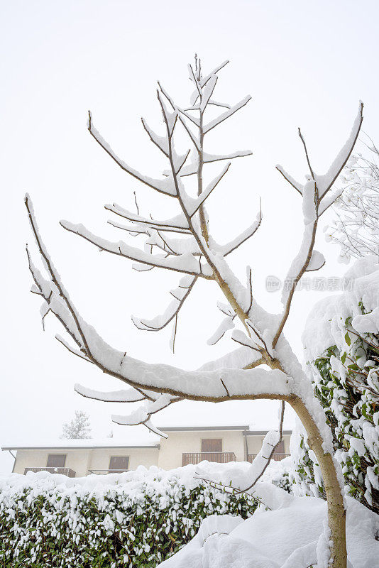 冬天的雪落在光秃秃的树枝上