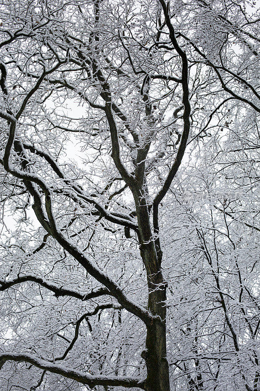 白雪覆盖的树木