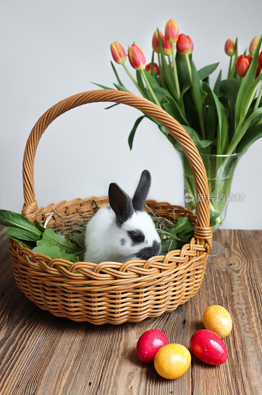 复活节兔子宝宝在篮子里找彩蛋