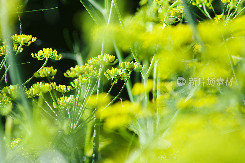 美丽的茴香花在花园的背景