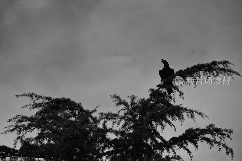 一只乌鸦张开嘴栖息在树上