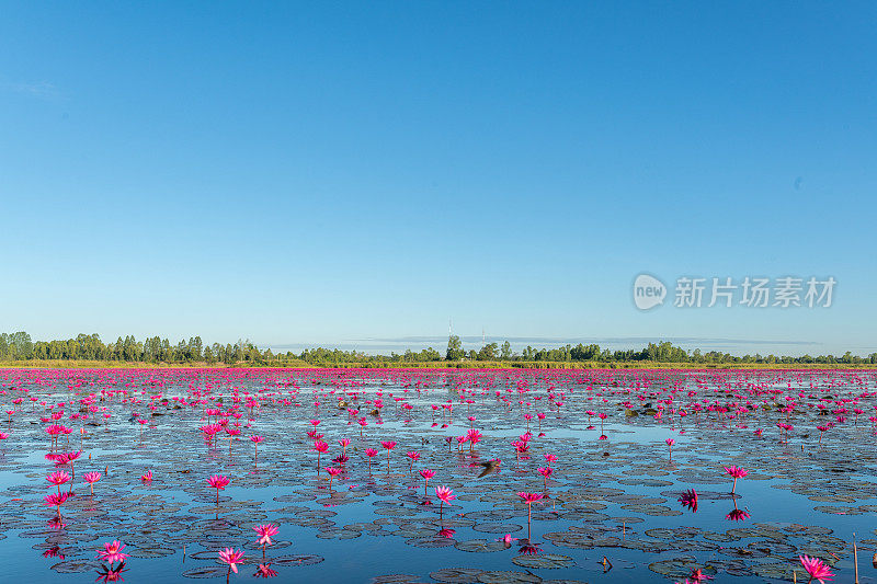 泰国乌隆他尼省清晨的红莲湖美景