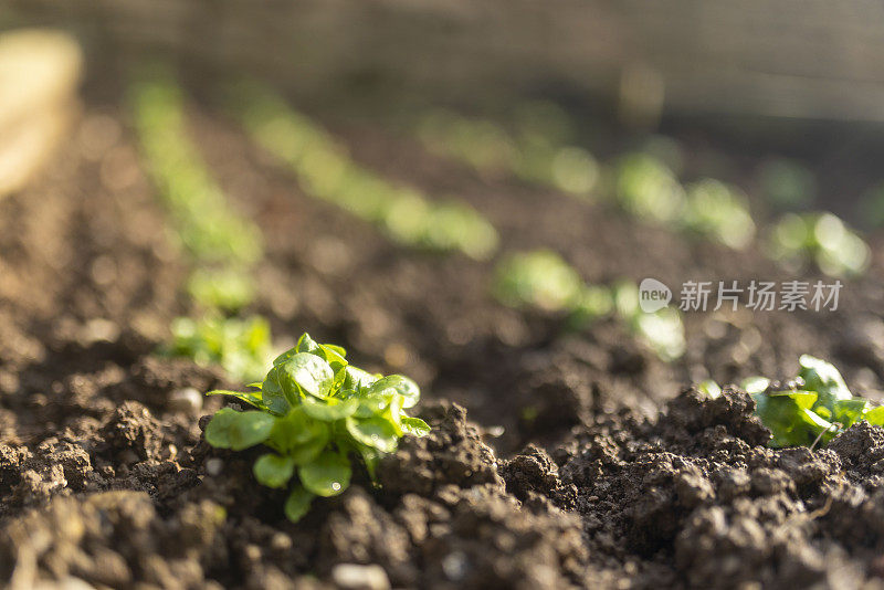 园艺概念，种植沙拉的特写