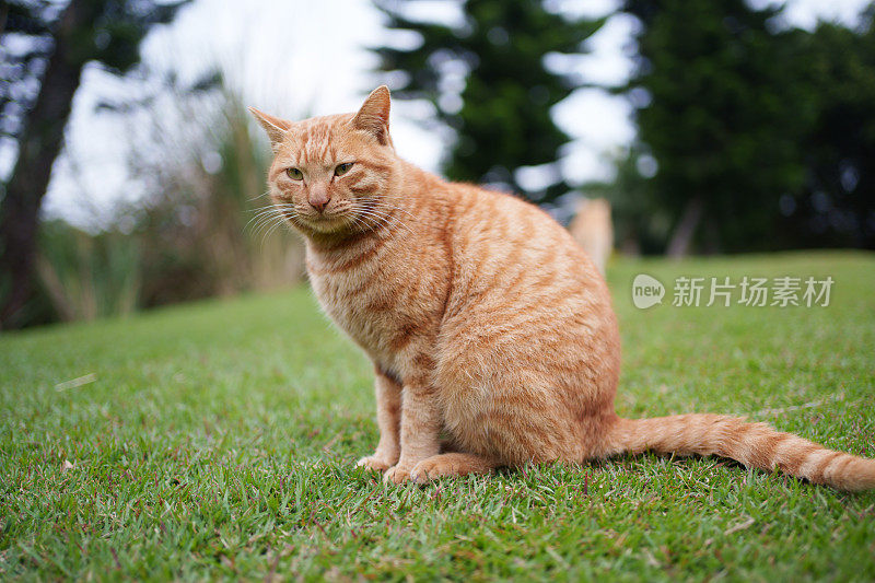 猫坐在草地上