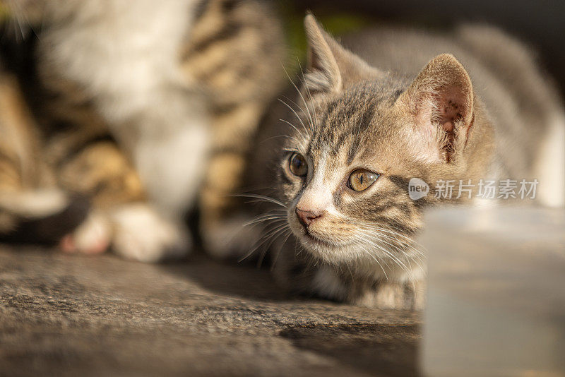 斑纹流浪猫。