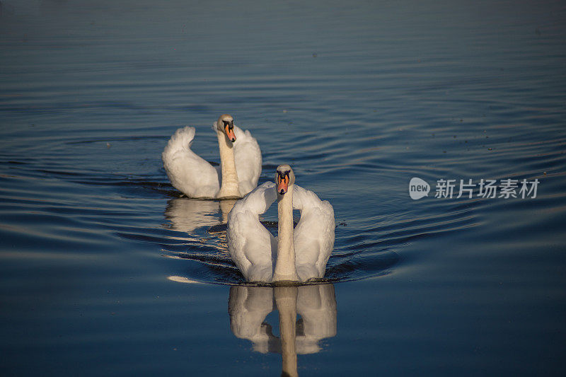 两只美丽的天鹅漂浮在湖面上