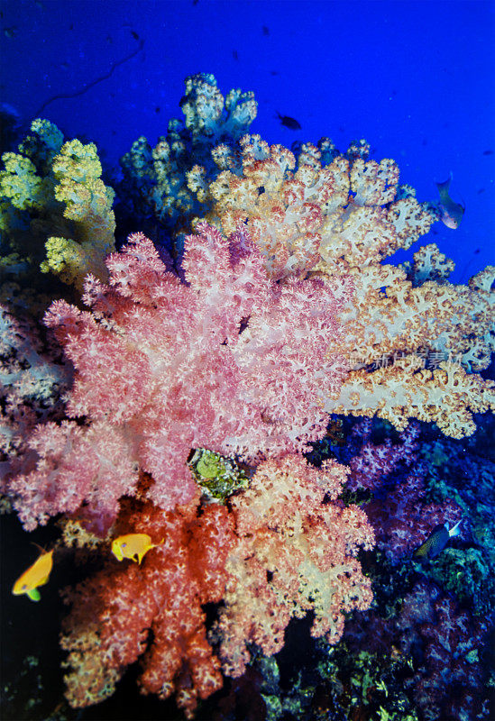 蓝藻或软珊瑚，