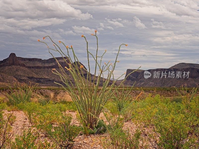 在大本德牧场州立公园，春雨过后，高大的奥科提洛绿了，开花了