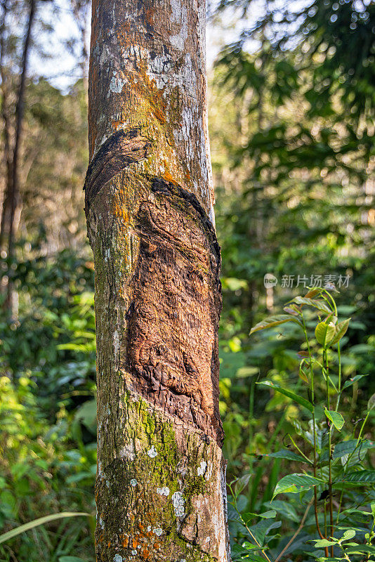 橡胶树，巴西橡胶树用带标记的橡胶乳提取而成
