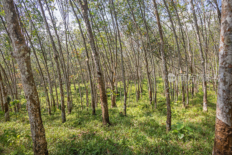橡胶树种植园，巴西橡胶树