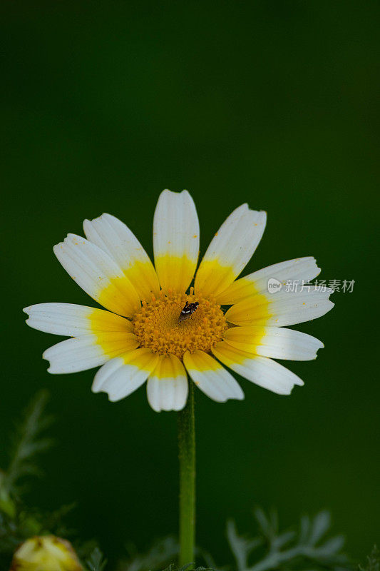 特写冠雏菊菊花