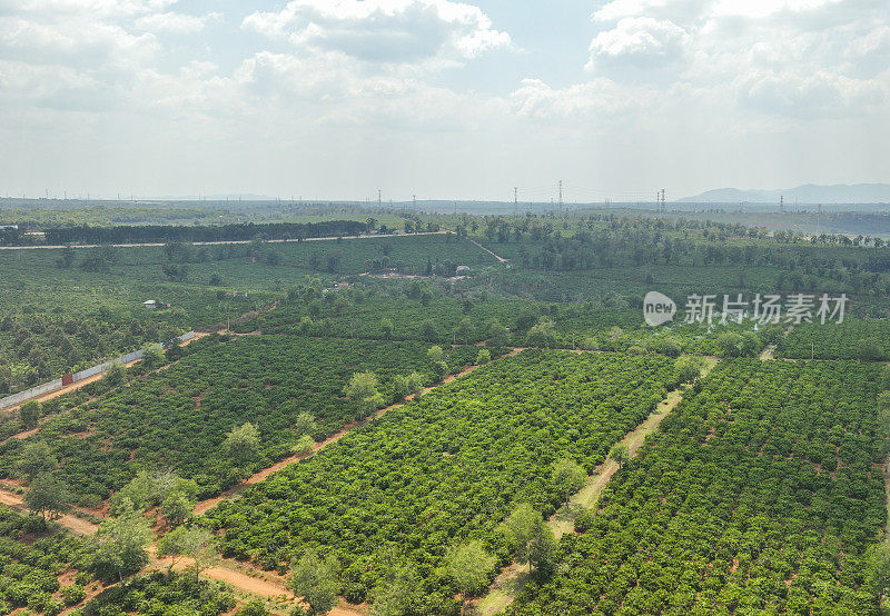 越南中部高地嘉莱省的山上种植着大型咖啡园