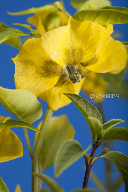 粘果酸浆花