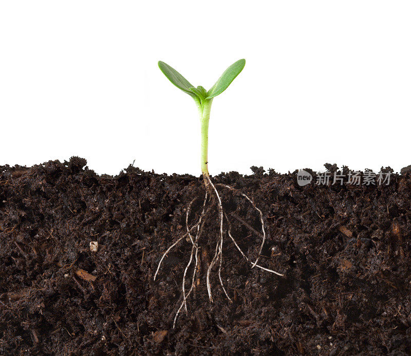 土中植物和根的剖面图