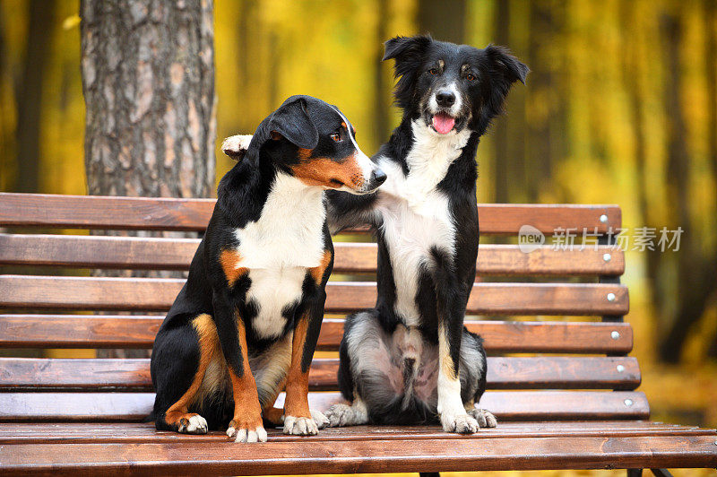 两只狗在秋天的公园里相爱