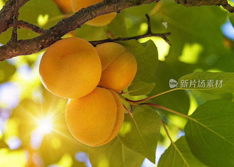 有果实的杏树