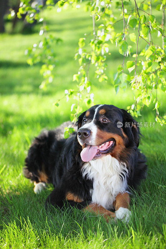 伯尔尼兹山犬