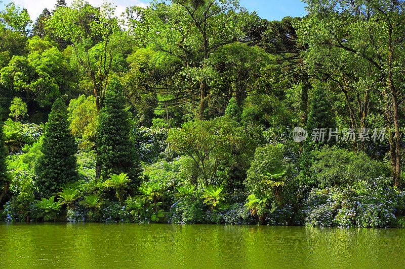 巴西格拉多湖内的南洋杉、绣球花和柏树
