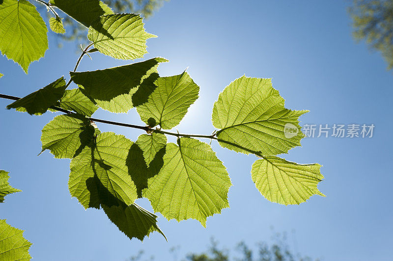 柠檬叶