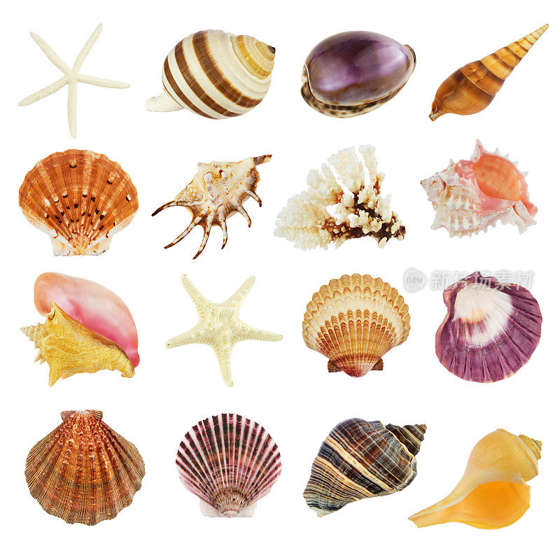 16种不同的贝壳在白色背景上的图像