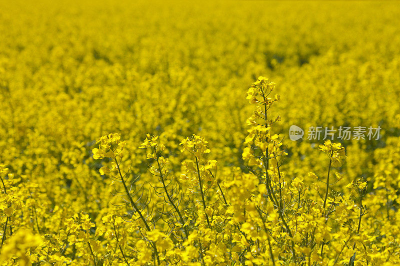 油菜籽领域