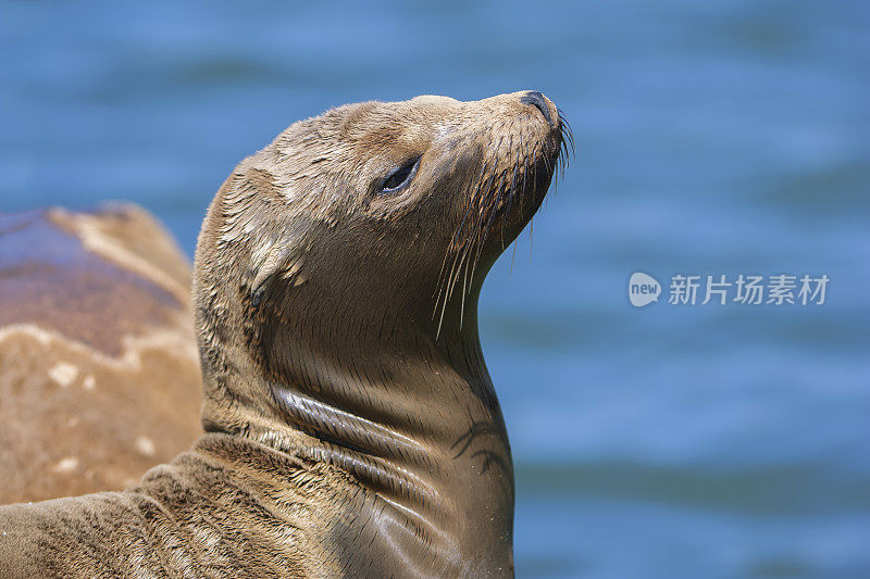 野生加利福尼亚海狮的特写镜头