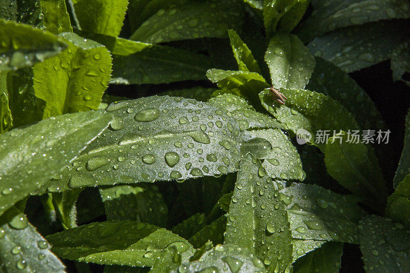 树叶上的雨滴和蟋蟀