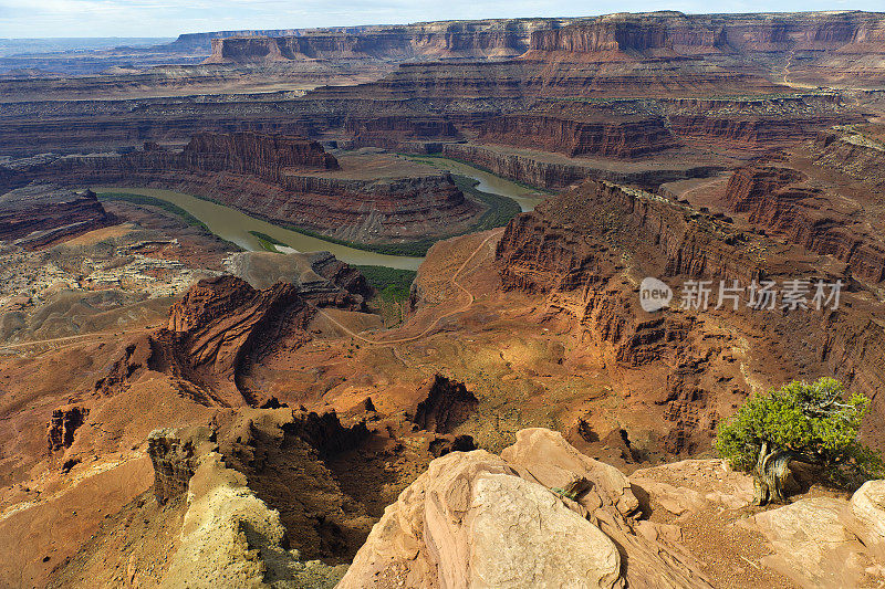 老松树在矿物峡谷绿河美国犹他州