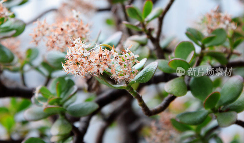 玉树花卉