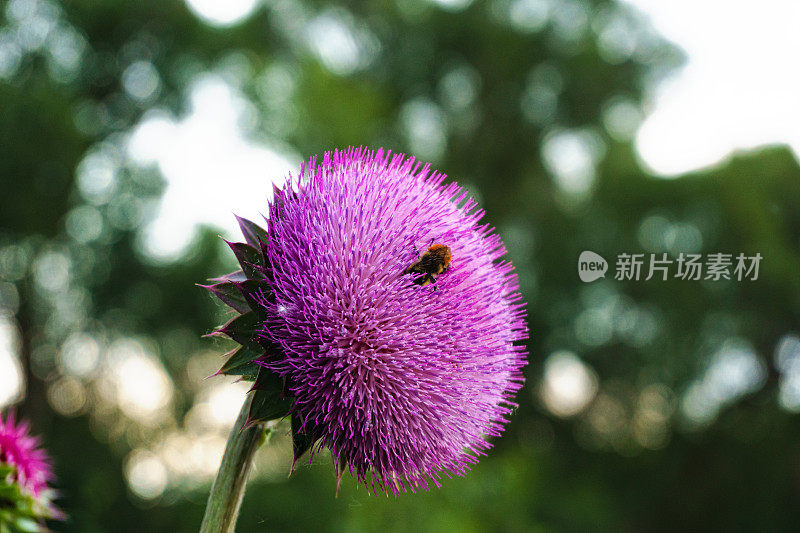 大黄蜂在刺紫蓟上