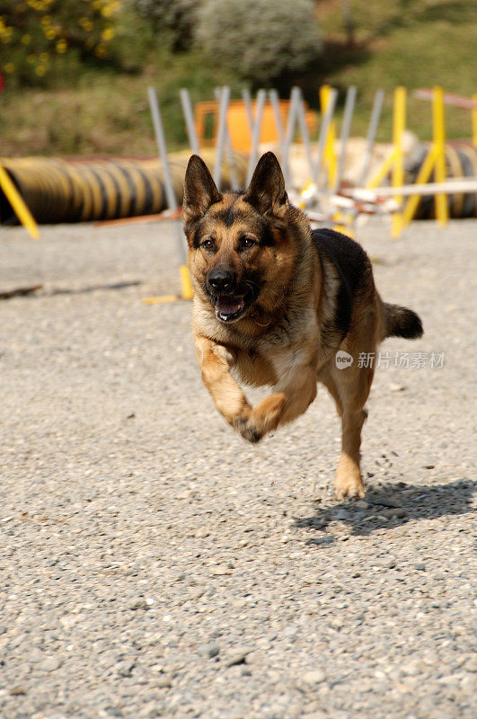 德国牧羊犬训练