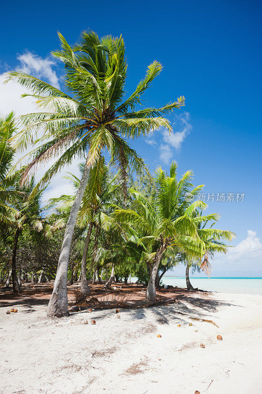 波拉波拉白梦海滩椰子树暑假