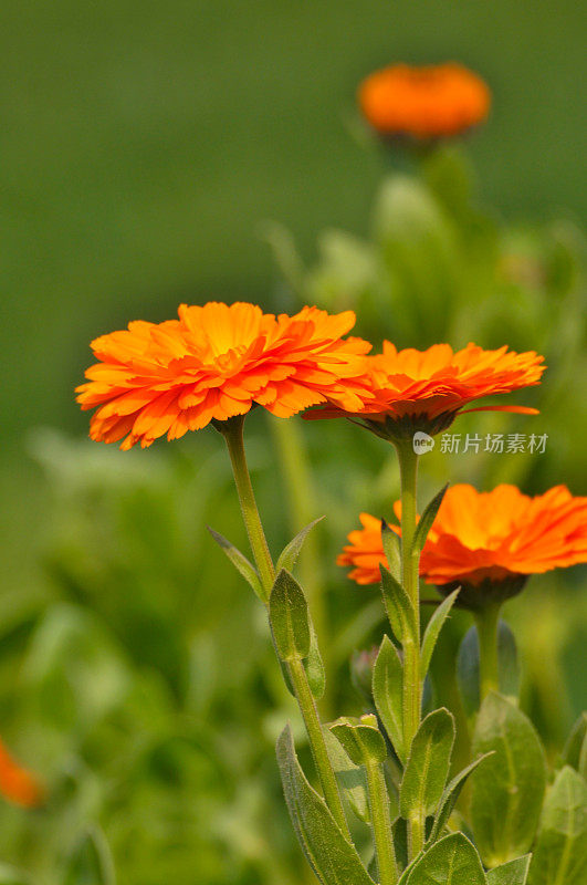 橙色大丁草雏菊