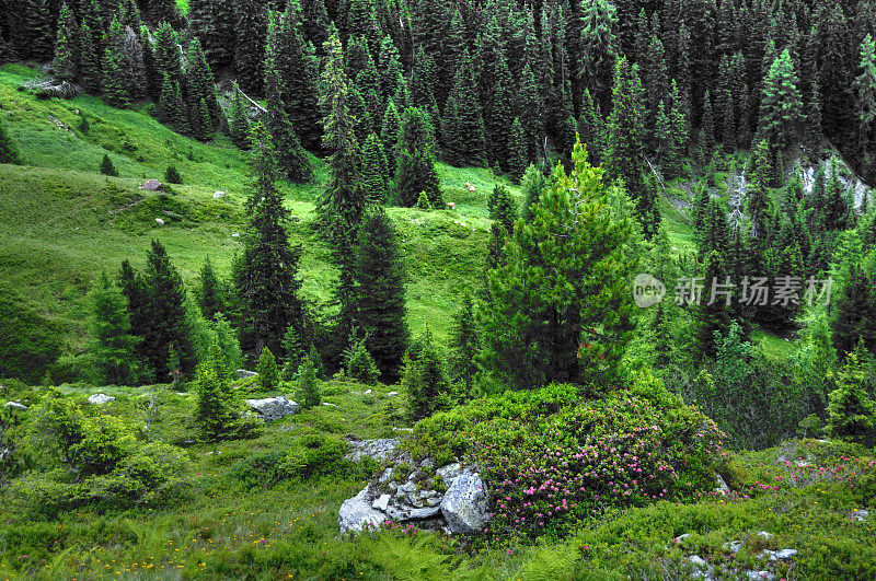 齐勒塔尔阿尔卑斯景观HDR(奥地利)