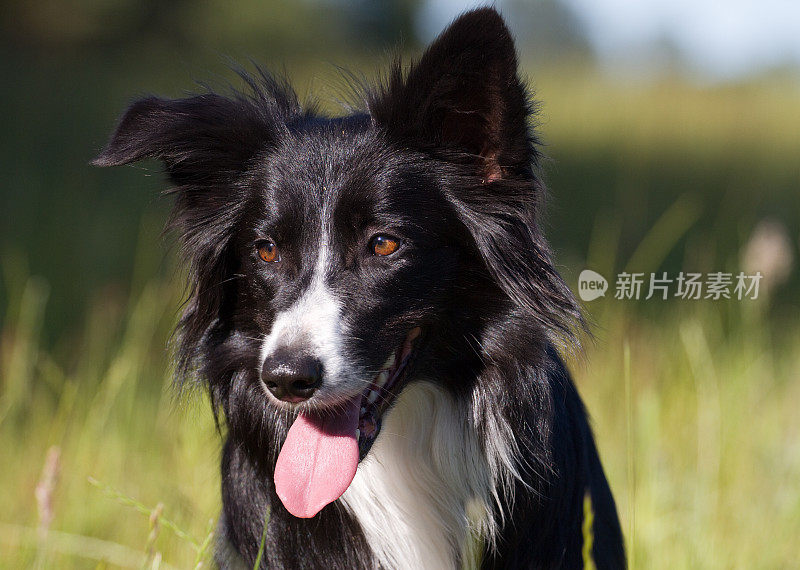 美丽的边境牧羊犬