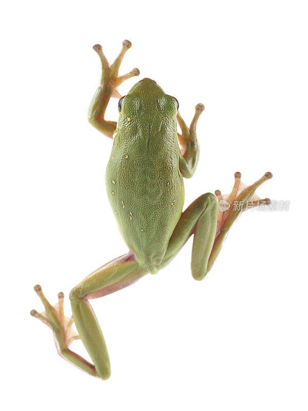 绿色的树蛙爬上透明的表面