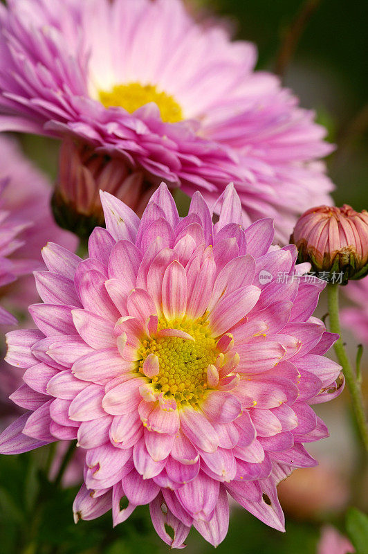 两朵粉红色的米迦勒节雏菊