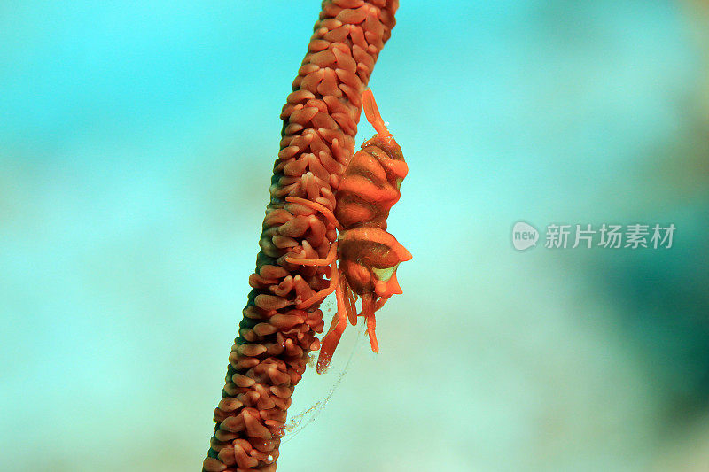 鞭珊瑚虾
