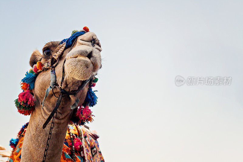 睁开眼睛的骆驼头，特写，肖像，埃及