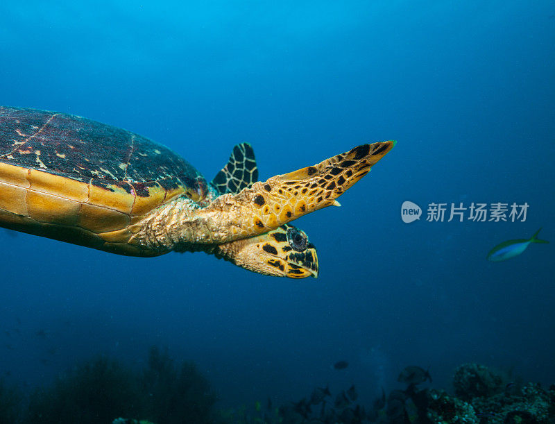 漂浮在海底的马尔代夫玳瑁海龟
