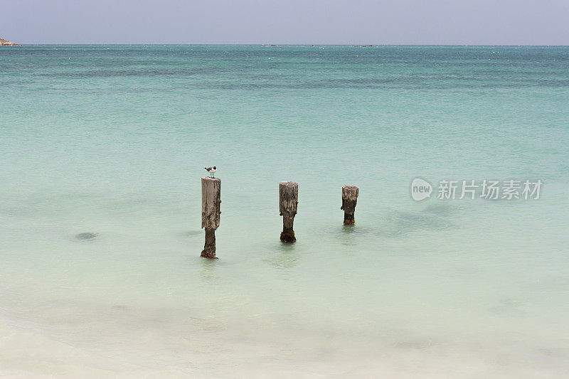 安提瓜岛-海鸥在放松的海滩