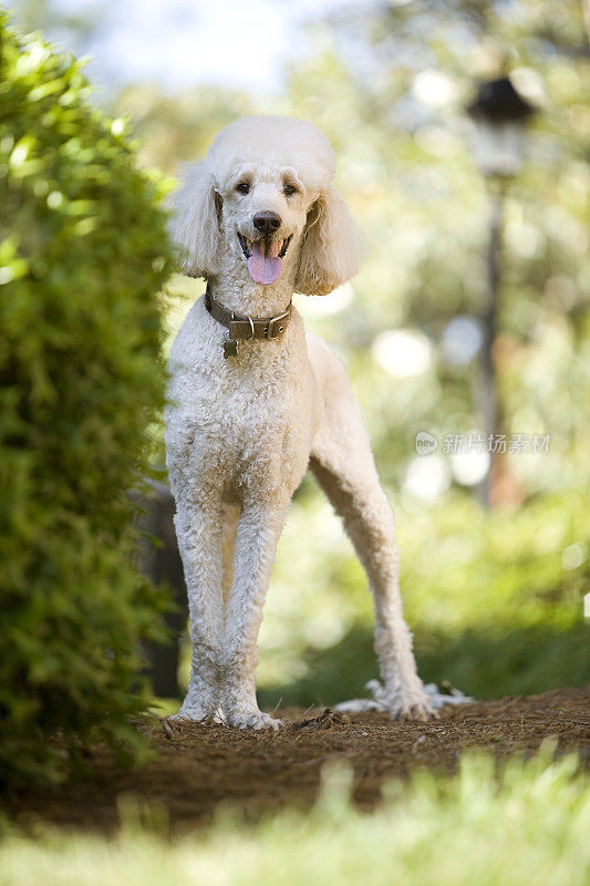 标准贵宾犬