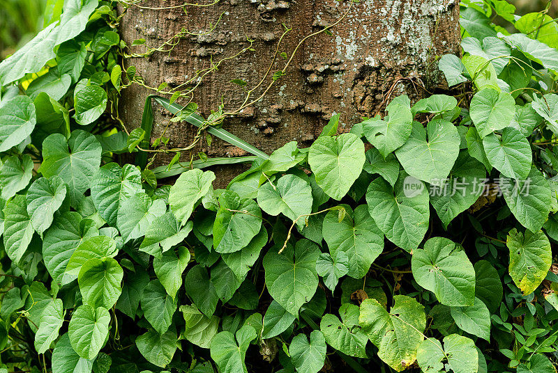 植物围绕树干生长