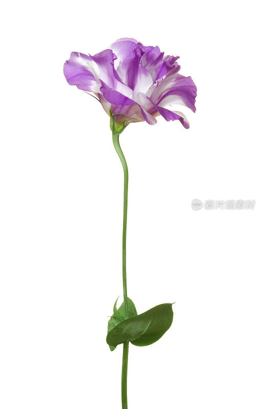 Eustoma(桔梗)